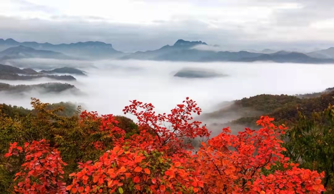 河南焦作云台山红叶