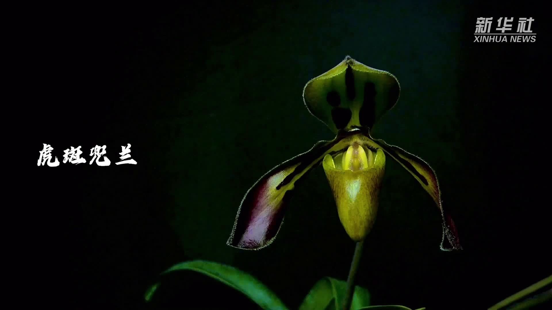 震撼!近1700小时延时摄影 呈现12种兜兰花朵开放_凤凰网视频_凤凰网