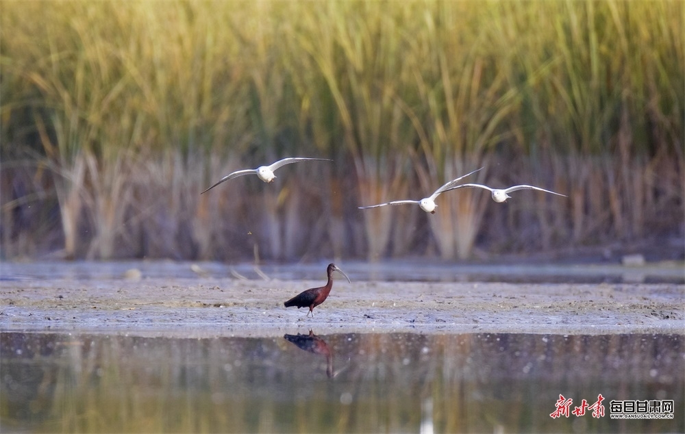 濒危"精灵"来张掖黑河湿地"做客" 曾一度被认为已绝迹