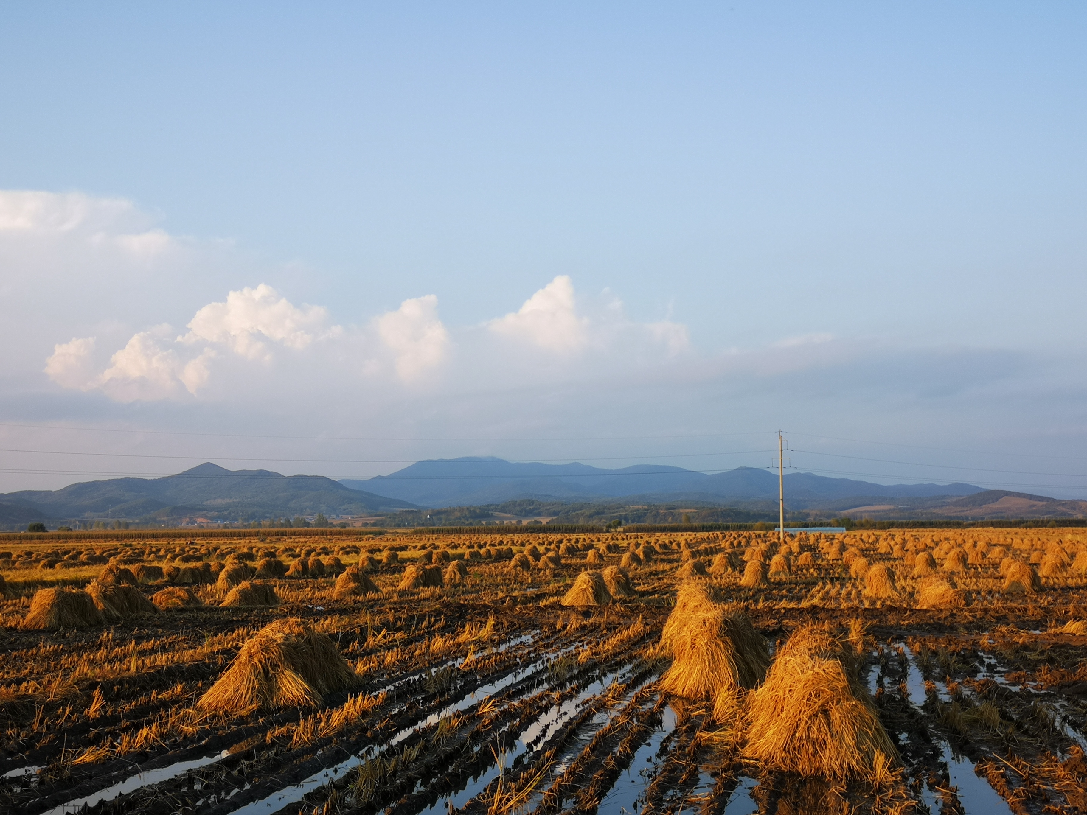 有口福了龙江新米陆续上市