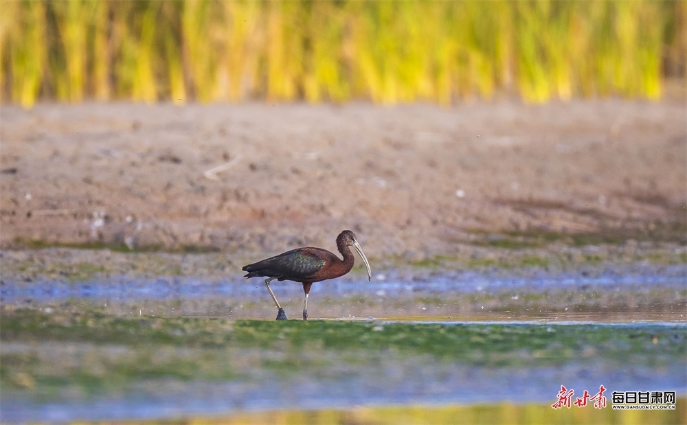 濒危"精灵"来张掖黑河湿地"做客" 曾一度被认为已绝迹