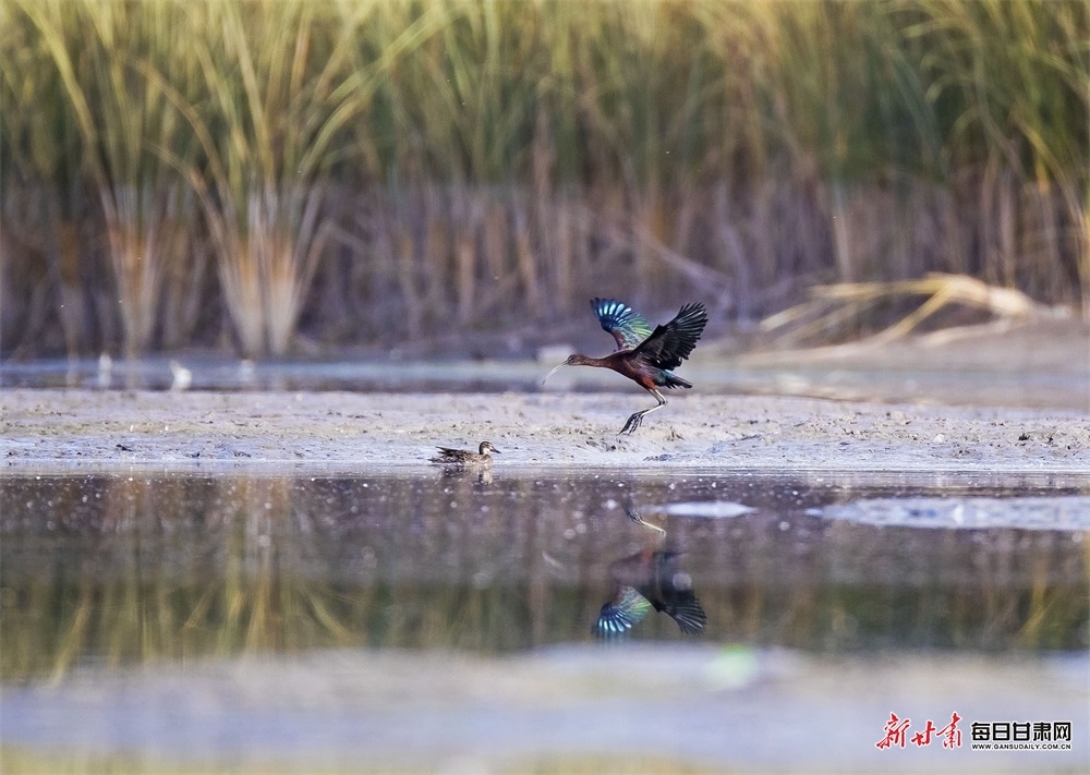 濒危"精灵"来张掖黑河湿地"做客" 曾一度被认为已绝迹