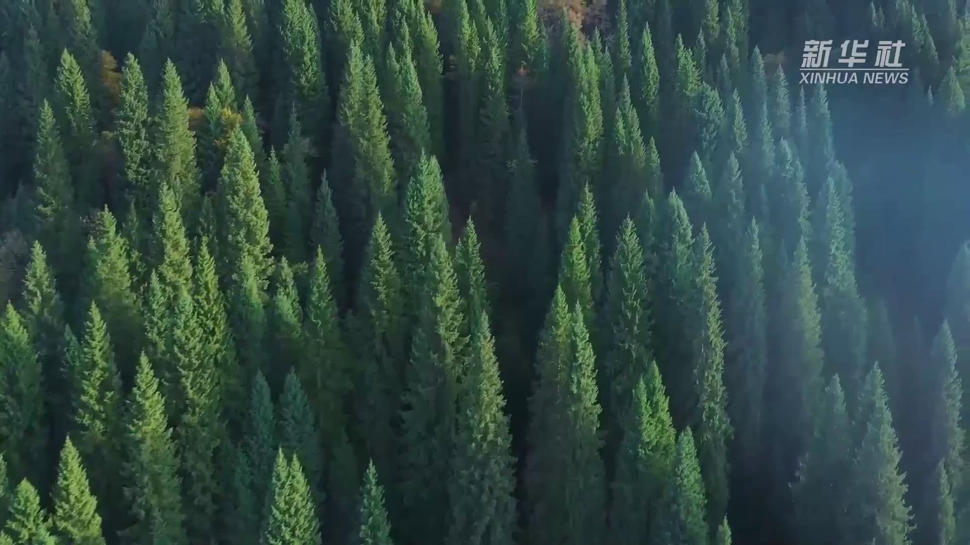 新疆库尔德宁风景区：层林尽染秋意浓