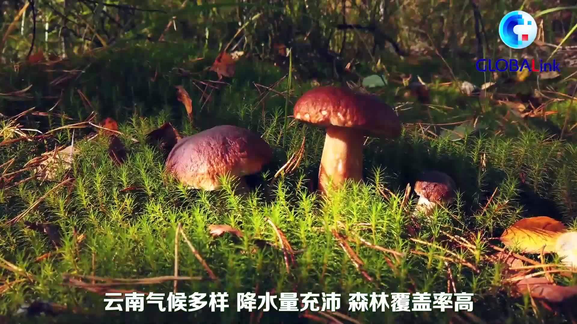全球连线|寻找生物多样性的奥秘·“菌”子之交_凤凰网视频_凤凰网