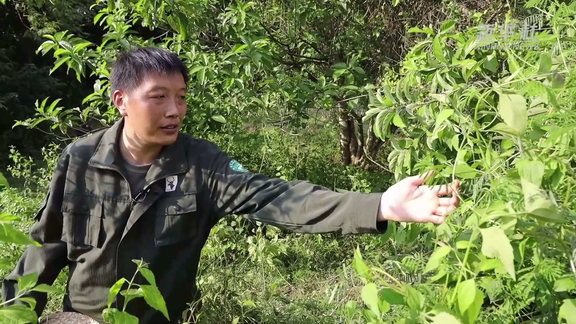 海南坡鹿：重新回归的坡地精灵