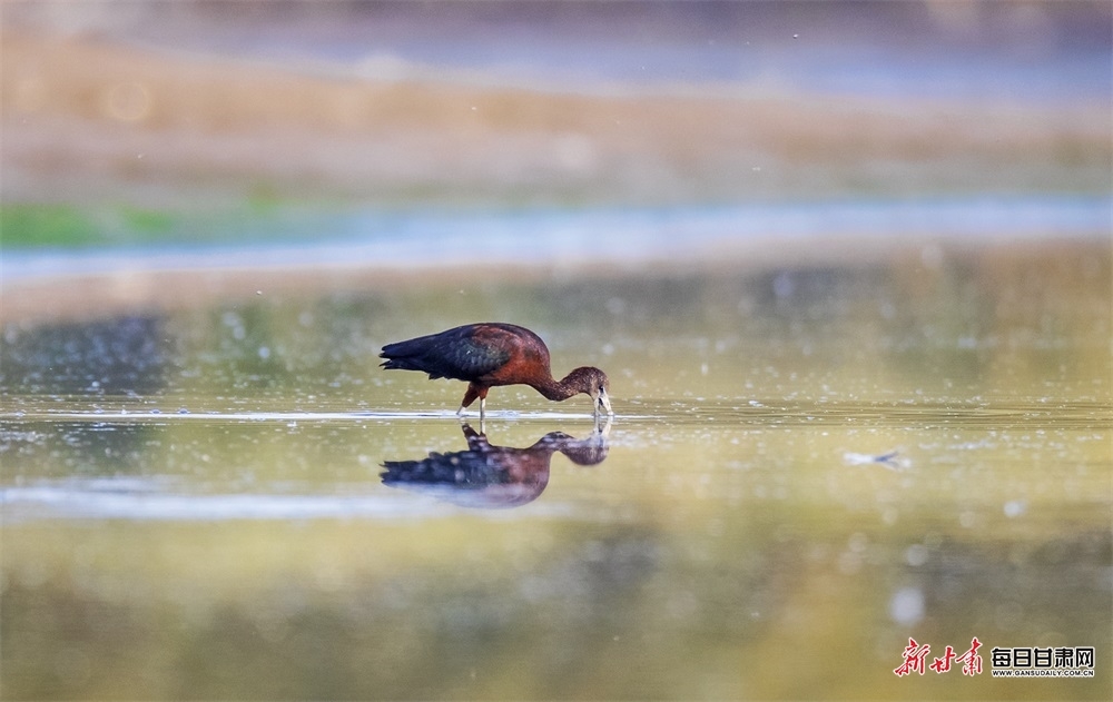濒危"精灵"来张掖黑河湿地"做客" 曾一度被认为已绝迹