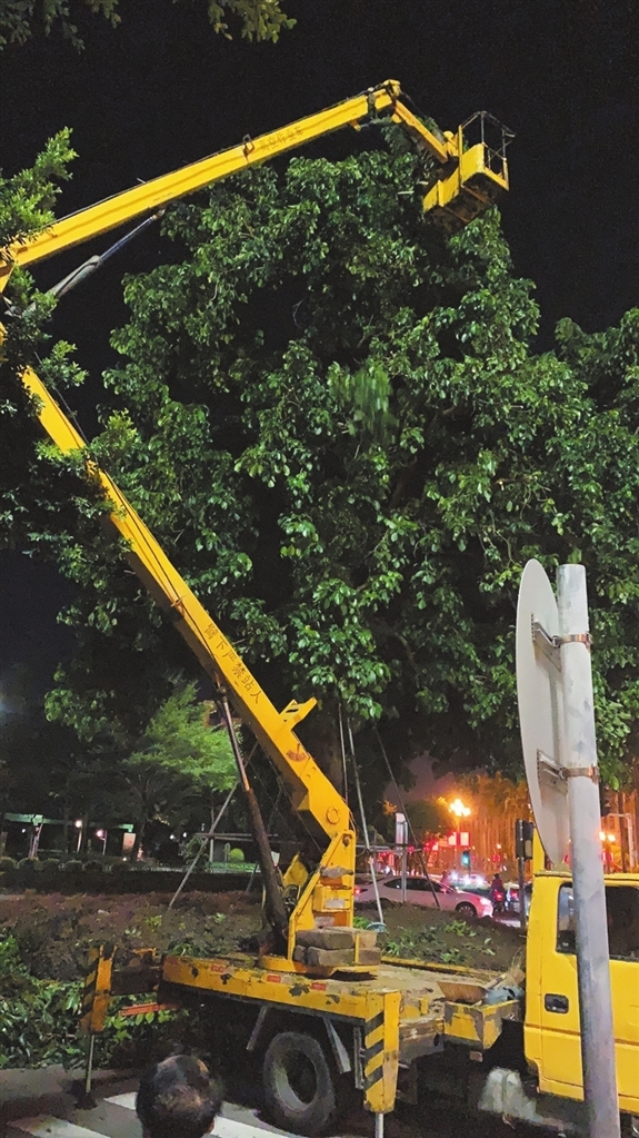 10月13日，中山市园林中心工作人员修剪树枝除隐患。