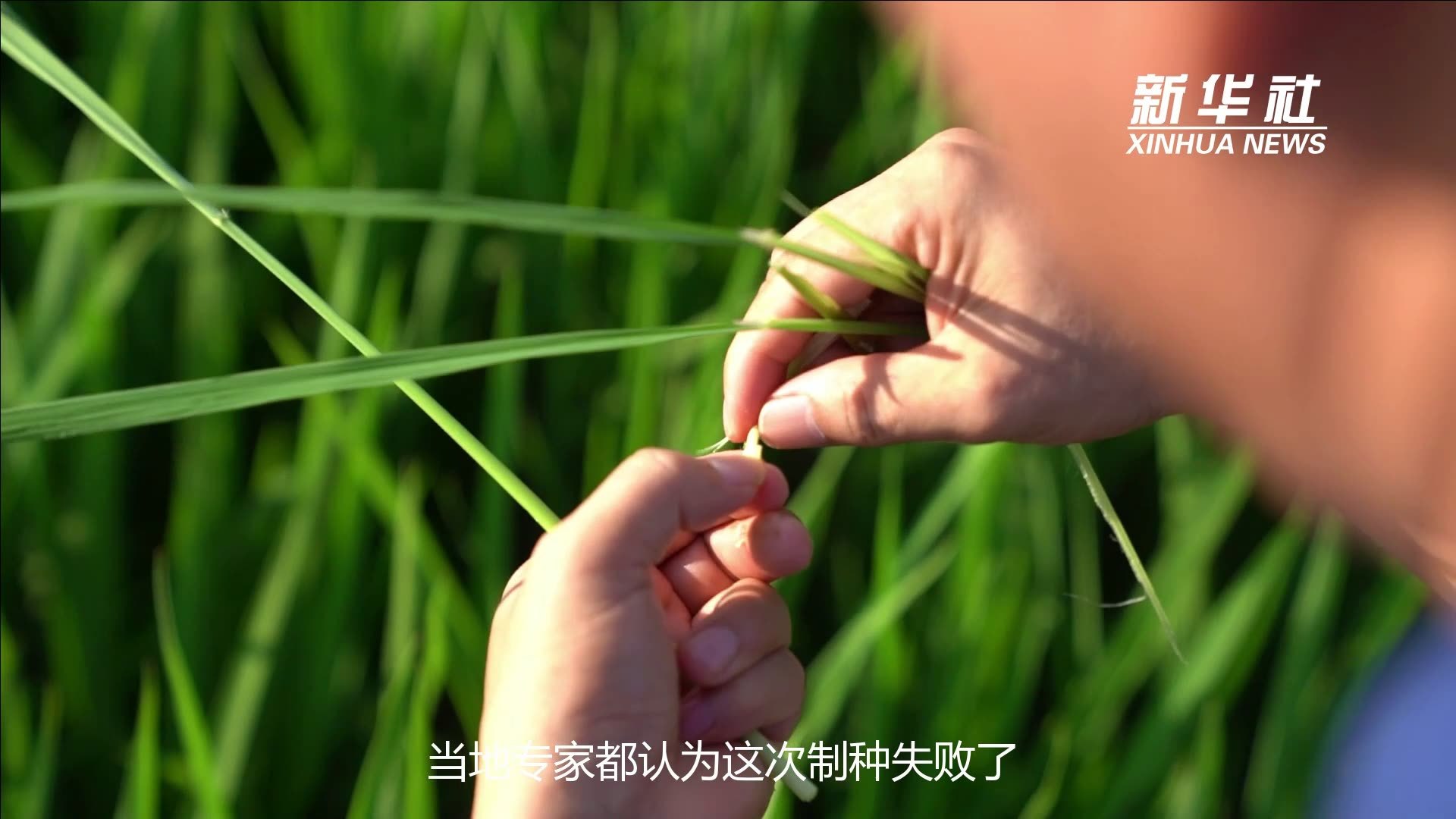 袁隆平团队第三代杂交水稻双季稻亩产超3000斤--图片频道--人民网