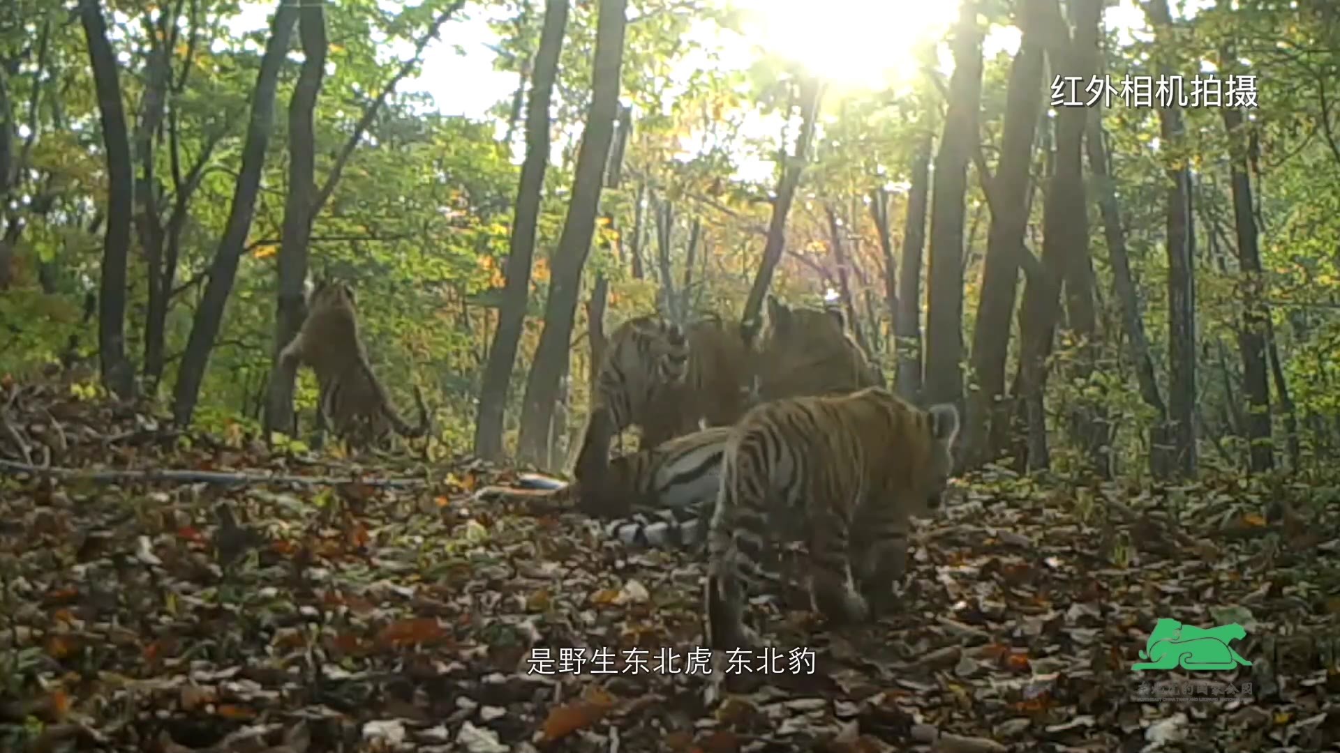 545 | 中国野生东北虎豹保护迎来最好时代