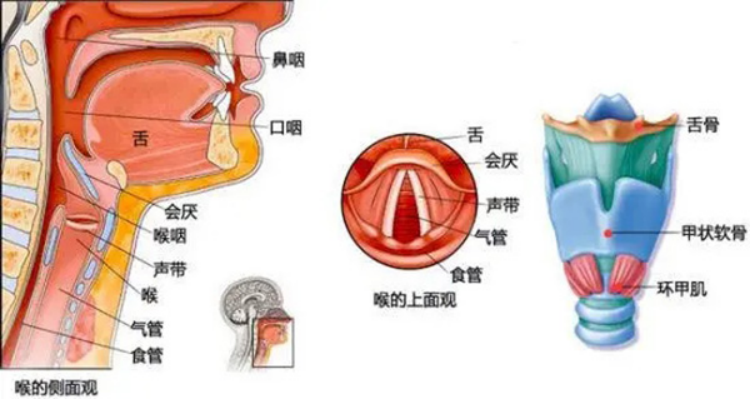 声带与喉咙位置图图片
