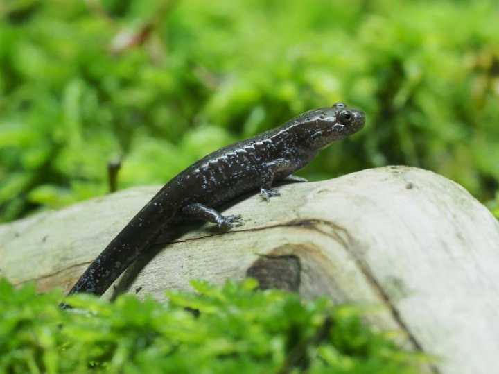 图 安吉小鲵.jpg