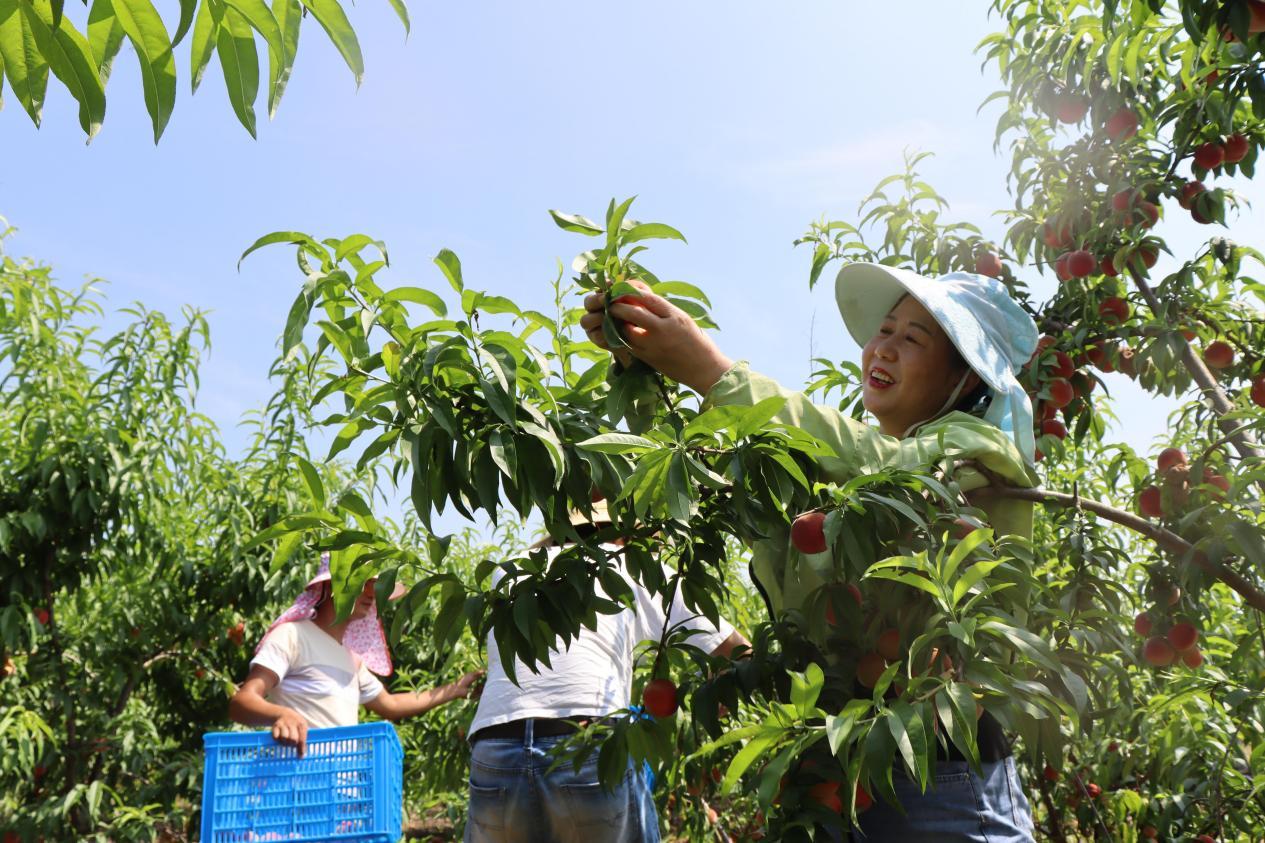图为城里居民前来"桃花岛"果园采摘带动发展全域乡村旅游,让"庄园"变"