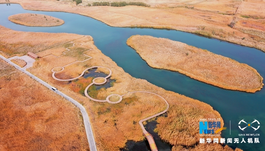 风起绝美芦苇荡 河西走廊湿地叠翠流金