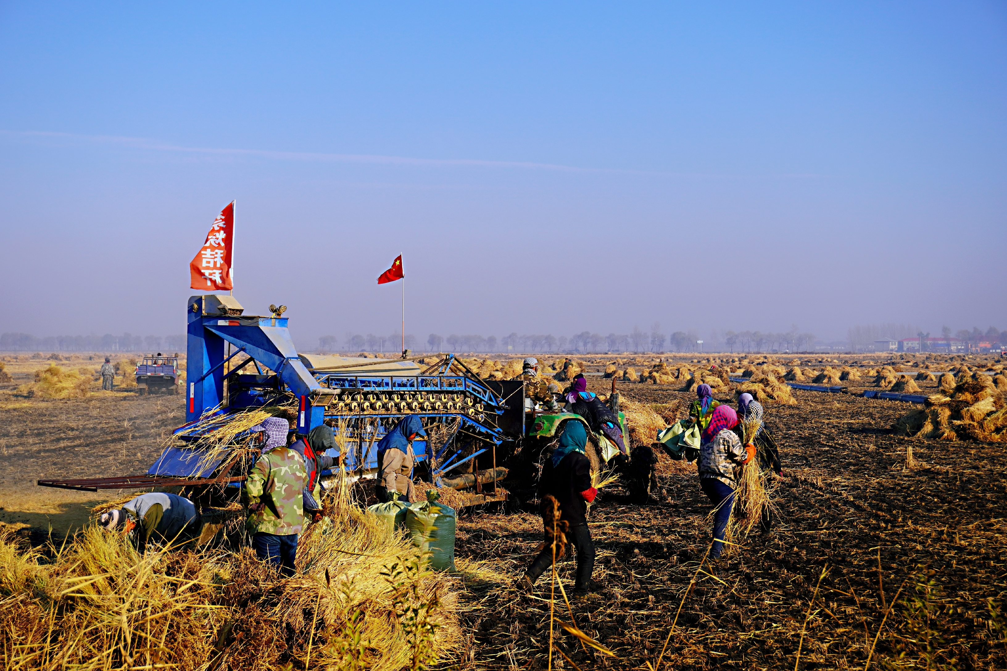 机器给水稻脱粒中