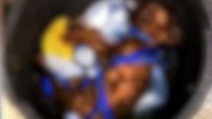 主人摔死宠物狗后藏进花盆 社区称将介入处理