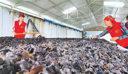 近日，舟曲县曲告纳镇岔希村木耳种植基地的木耳进入采收期。 奂振强