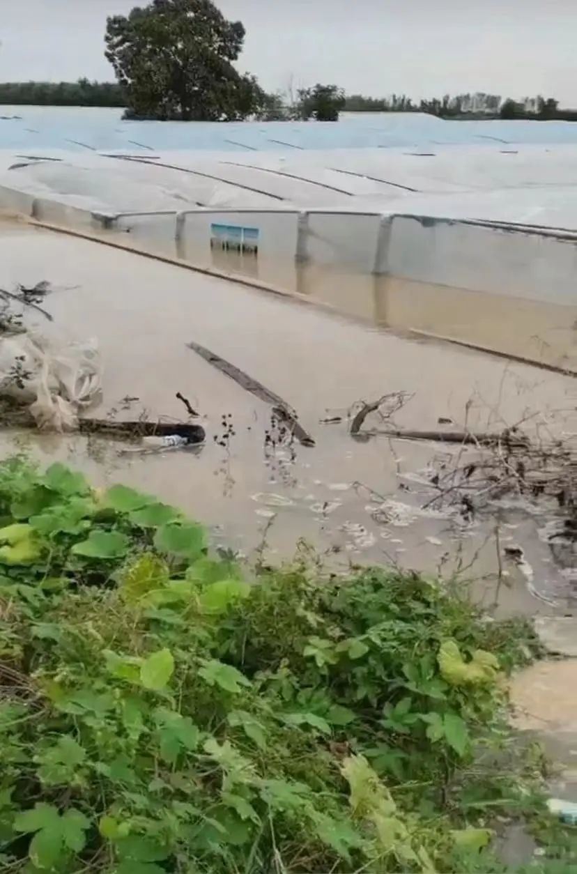严通村部分地区，水位已接近大棚顶部 图片/受访者提供