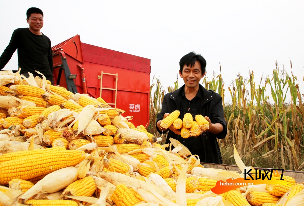 河北肃宁金秋玉米喜丰收