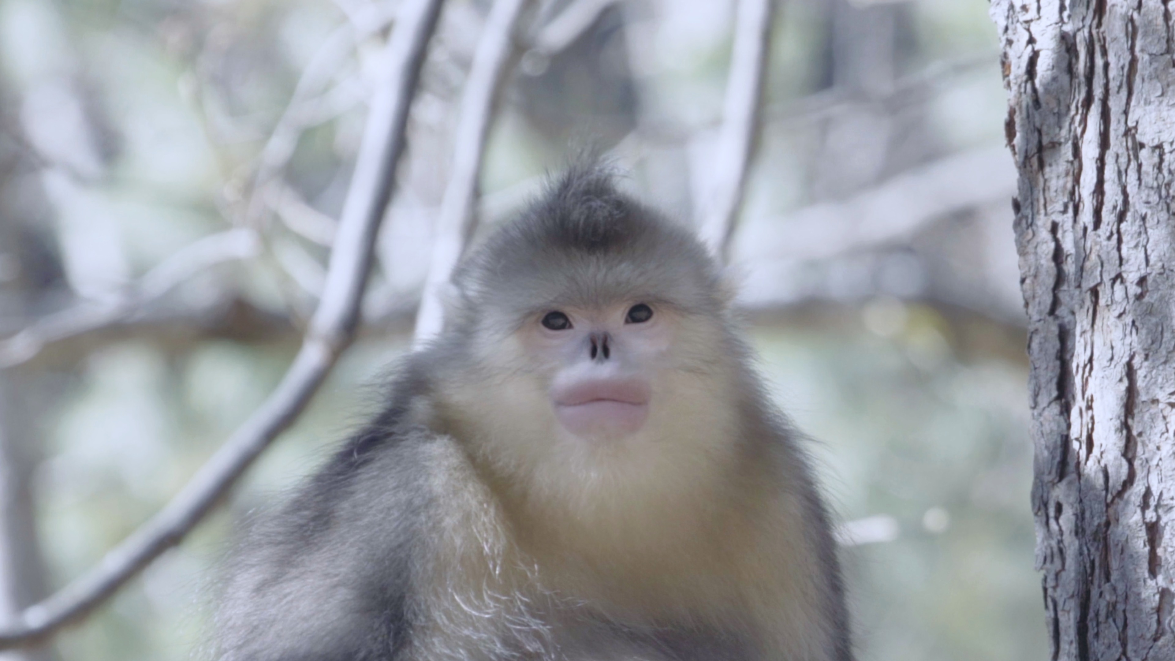 守护36年后科学家给滇金丝猴制作户口本