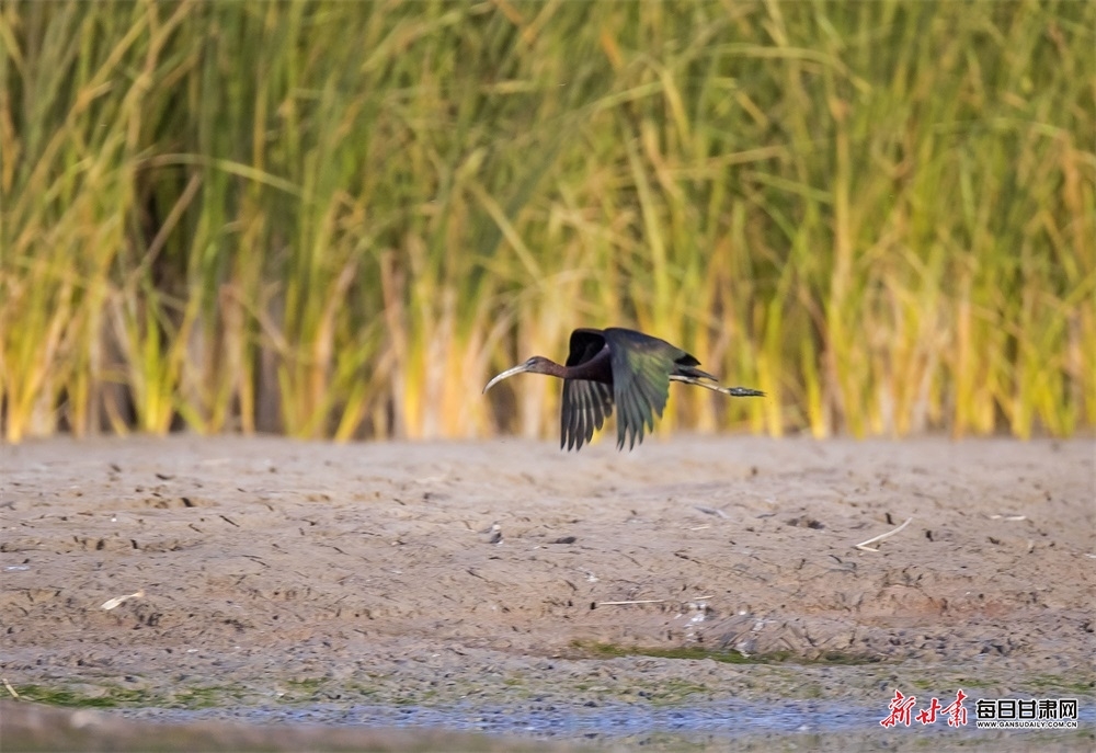 濒危"精灵"来张掖黑河湿地"做客" 曾一度被认为已绝迹