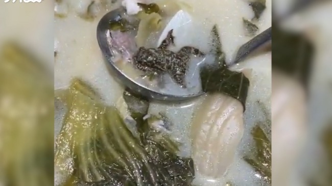 餐厅酸菜鱼中吃出硬币大小癞蛤蟆 店方：可能是被鱼误吞食