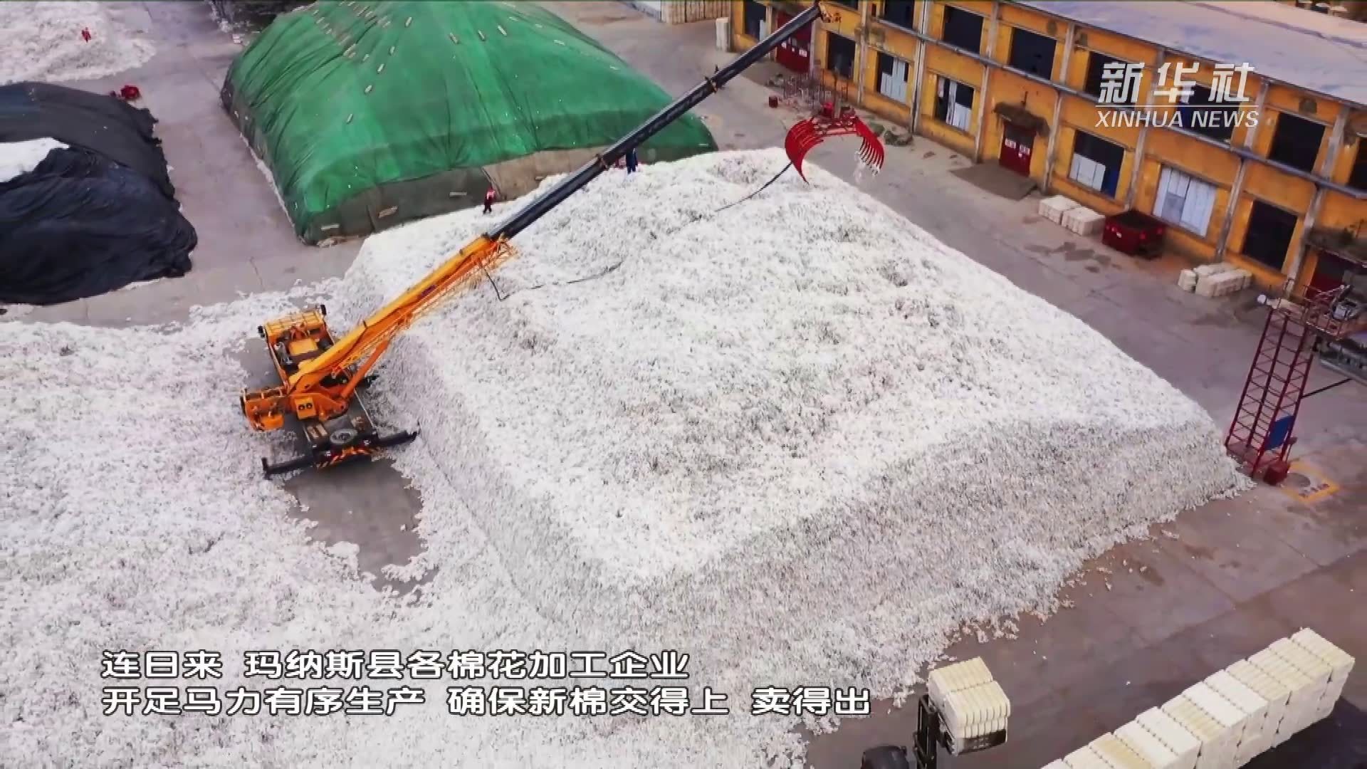 新疆玛纳斯：棉企开足马力收新棉