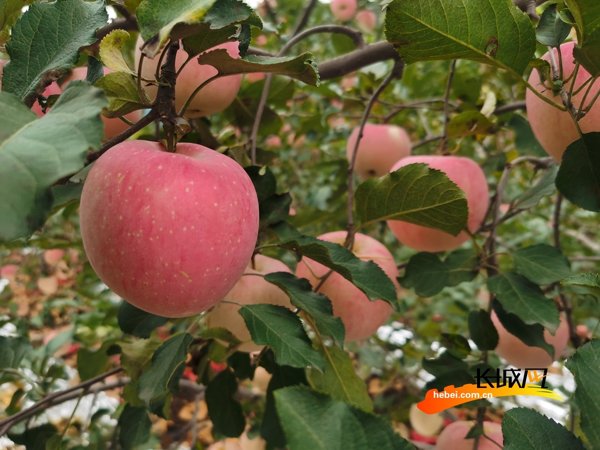 河北承德瓜果飘香迎丰收采摘尝鲜正当时