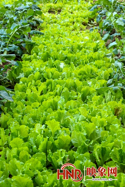 郑州一小区楼顶惊现大片菜园 青菜,萝卜,小茴香一应俱全凤凰网河南