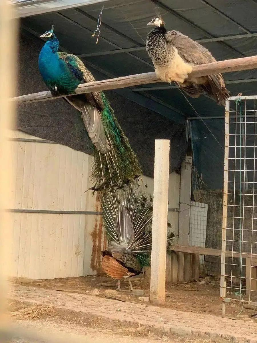 烟台：门楼镇肖家村里的宝藏生态园