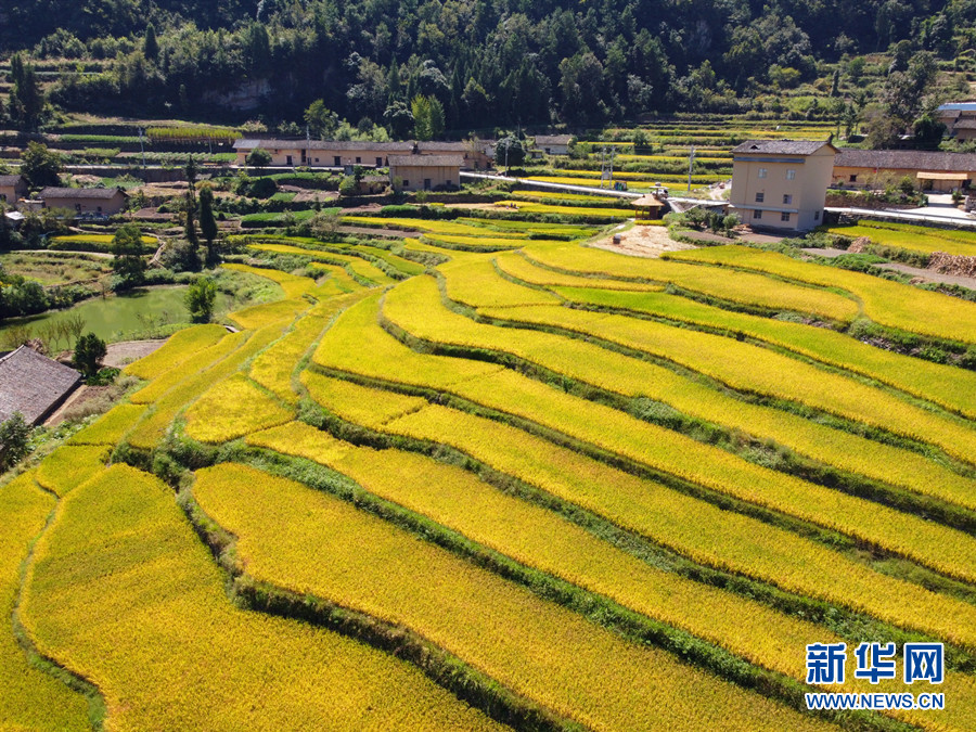 湖北省巴东县东瀼口镇牛洞坪村金黄的稻田。新华网发 王嫣然 摄