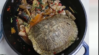 女子养了20年的宠物龟被偷 找到时已是红烧龟