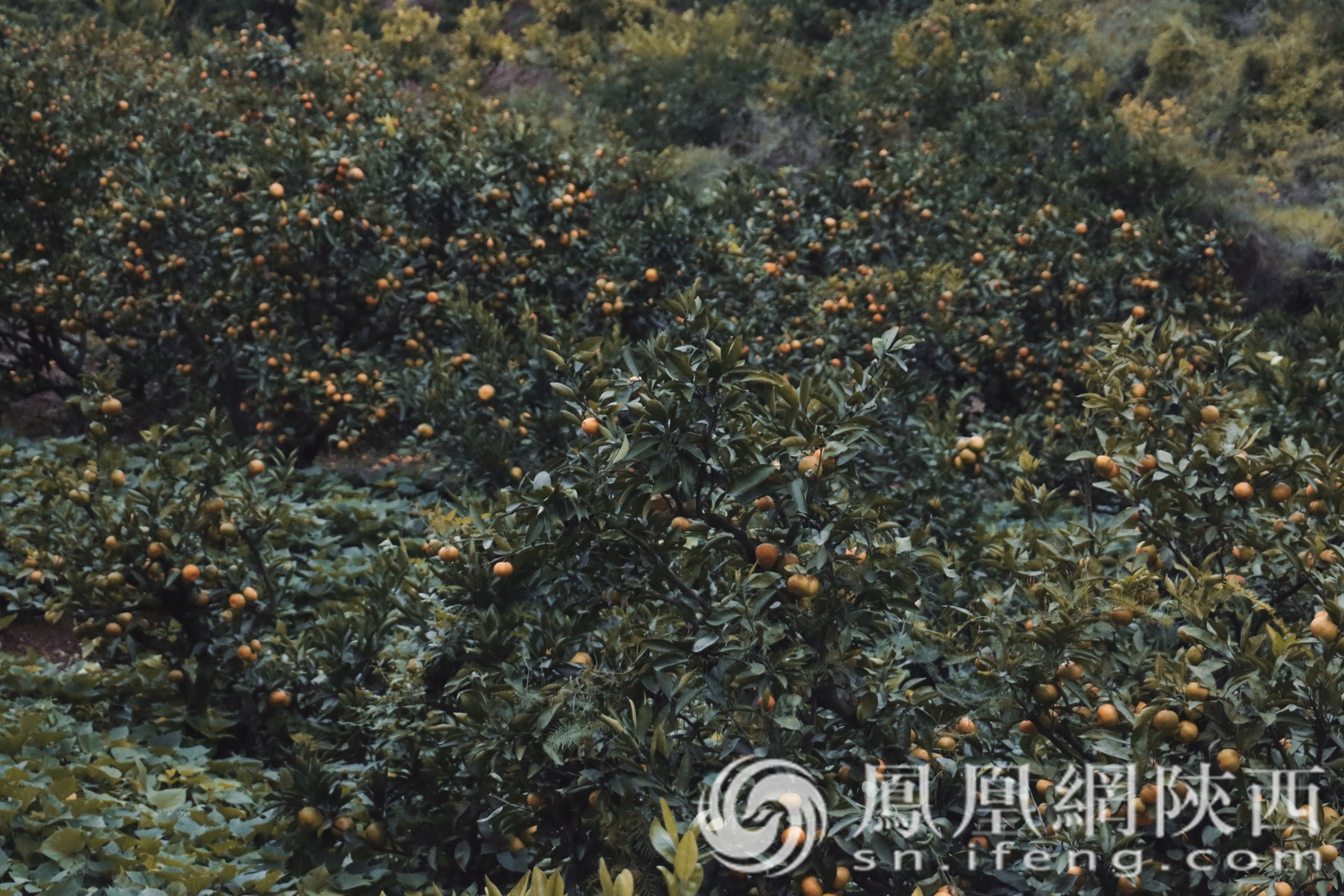 汉中市城固县：青山绿水助发展 美丽家园绘新卷