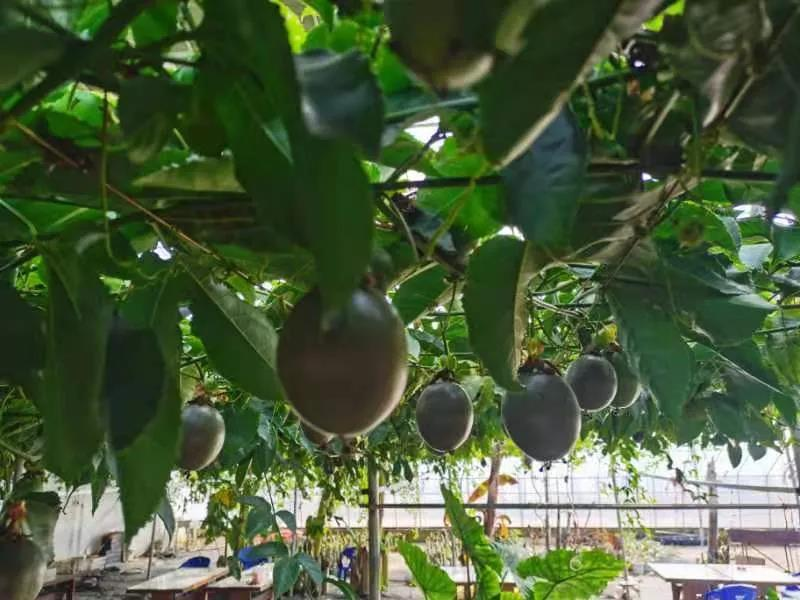 烟台：门楼镇肖家村里的宝藏生态园