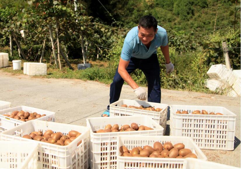 重庆三磊田甜农业开发有限公司员工正在整理采摘的猕猴桃。龚节明摄