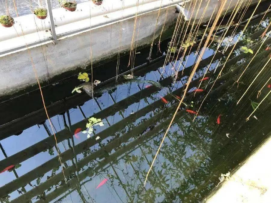 烟台：门楼镇肖家村里的宝藏生态园