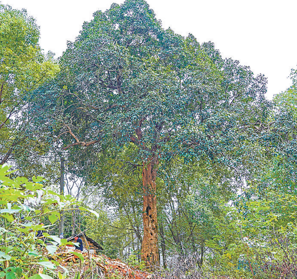 武汉树龄最大的桂花古树,已有310岁