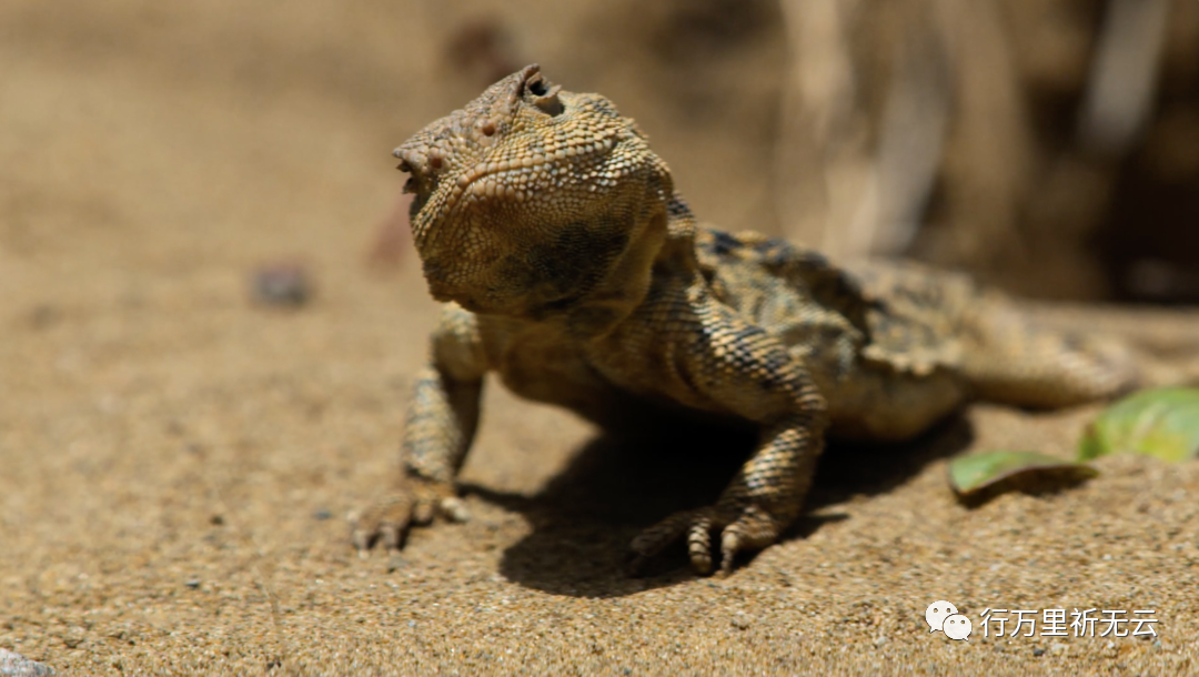 青海沙蜥