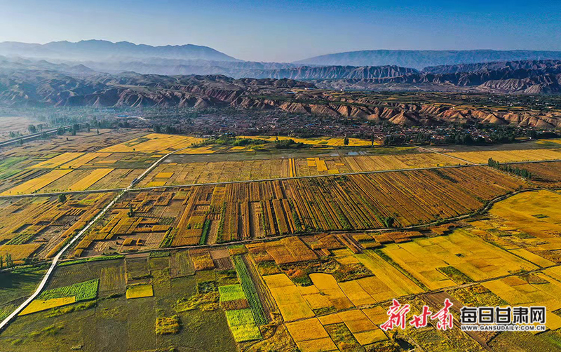 景泰县草窝滩镇长城村的蔬菜种植基地,红艳艳一片,如红云似花海,十分