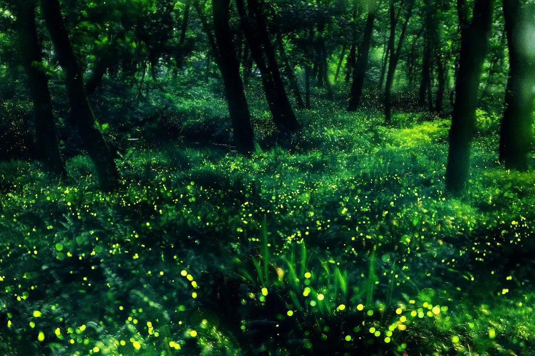 木叶动春声，荧光映星辰 | 九龙国家湿地公园将携三大IP萌物来袭！