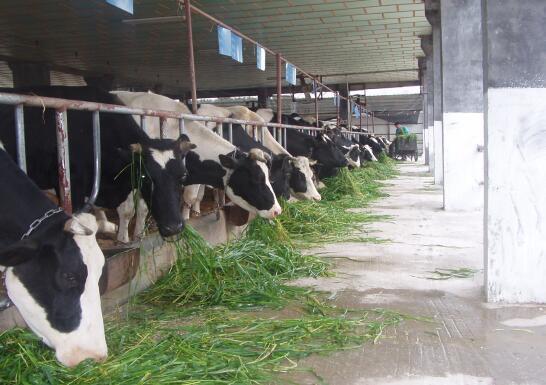 大富乳业奶牛养殖场