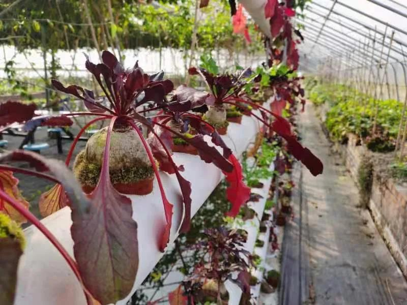 烟台：门楼镇肖家村里的宝藏生态园