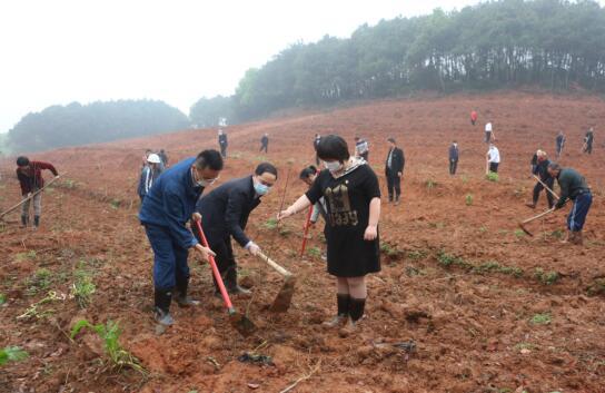 党员、群众正在栽种秋雪蜜桃幼苗