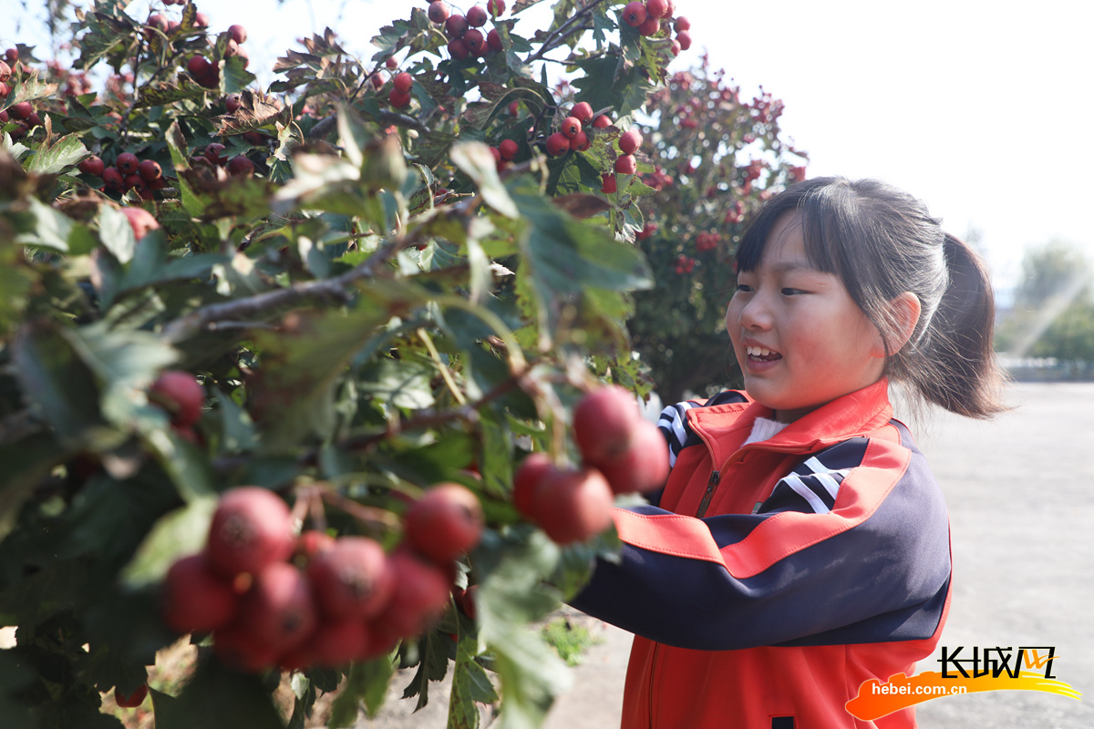 丰润区刘家营乡明德小学学生在采摘山楂.