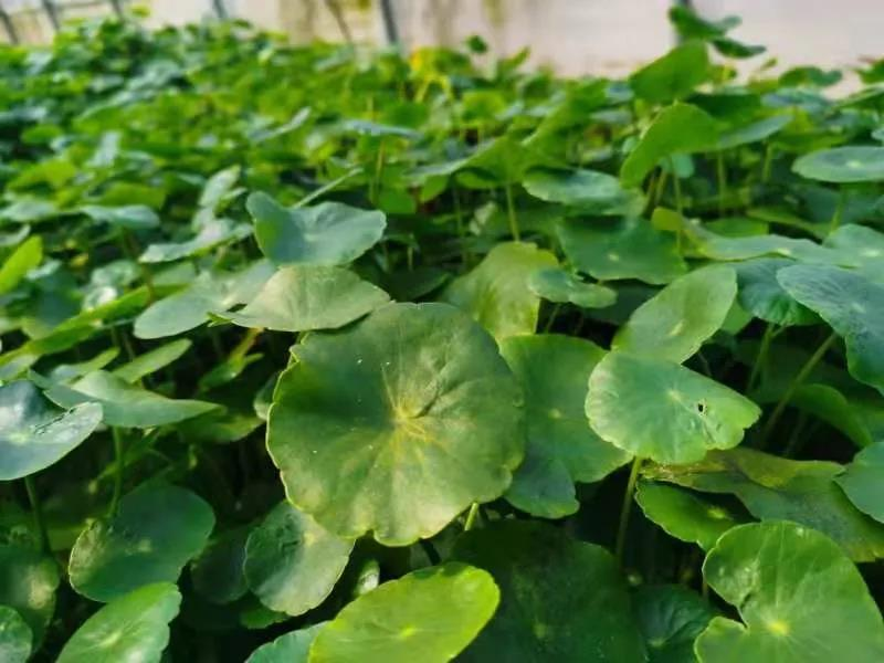 烟台：门楼镇肖家村里的宝藏生态园