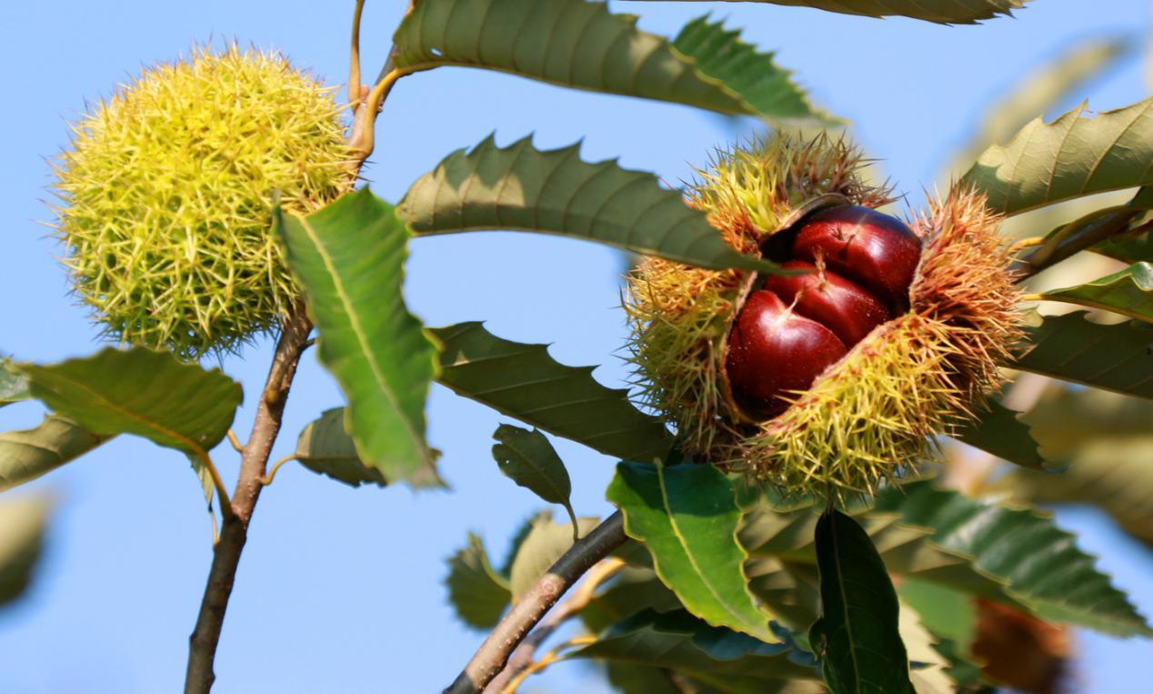 累计投放5亿元!北京农商银行"板栗贷"为栗农送福音