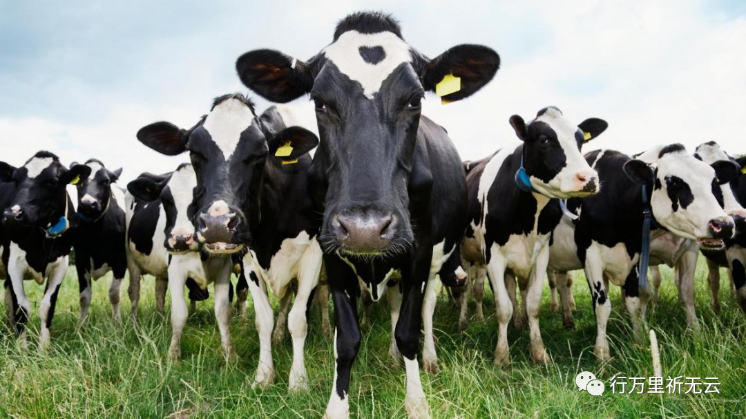 约克郡的奶牛
