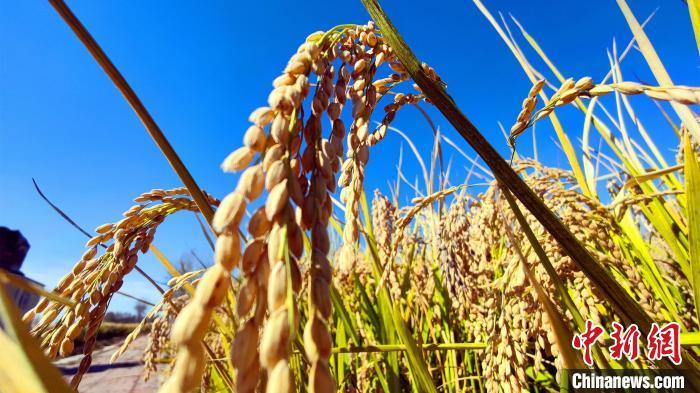 北方小江南河北涿州万亩稻田丰收