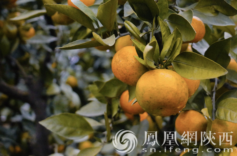 汉中市城固县：青山绿水助发展 美丽家园绘新卷