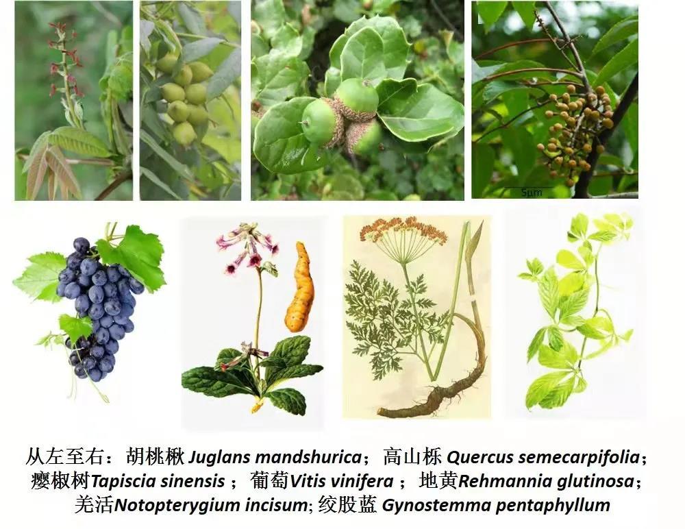 西北大学生命科学与医学部举办“地球生命共同体学科群研究计划”学术论坛