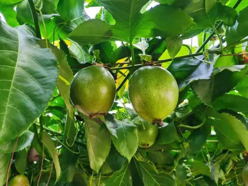 烟台：门楼镇肖家村里的宝藏生态园